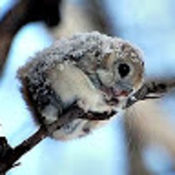 Meet your Posher, Jackson - Picture 1 of 1